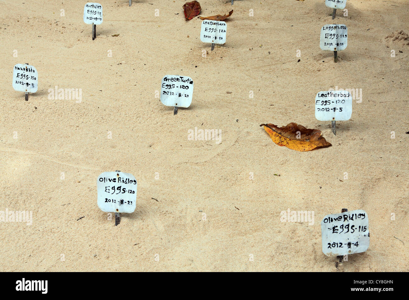 Patères dans le sable marquant les différentes espèces d'œufs de tortues en incubation à Koggala Habaraduwa turtle hatchery au Sri Lanka Banque D'Images