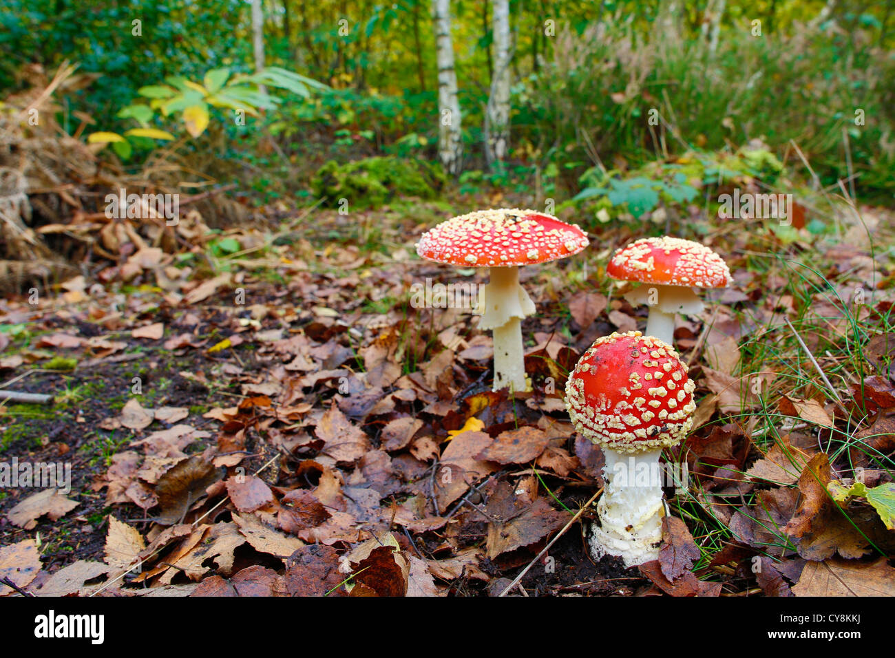Agaric Fly ; Amanita muscaria ; The Blean Woods ; Kent, UK Banque D'Images
