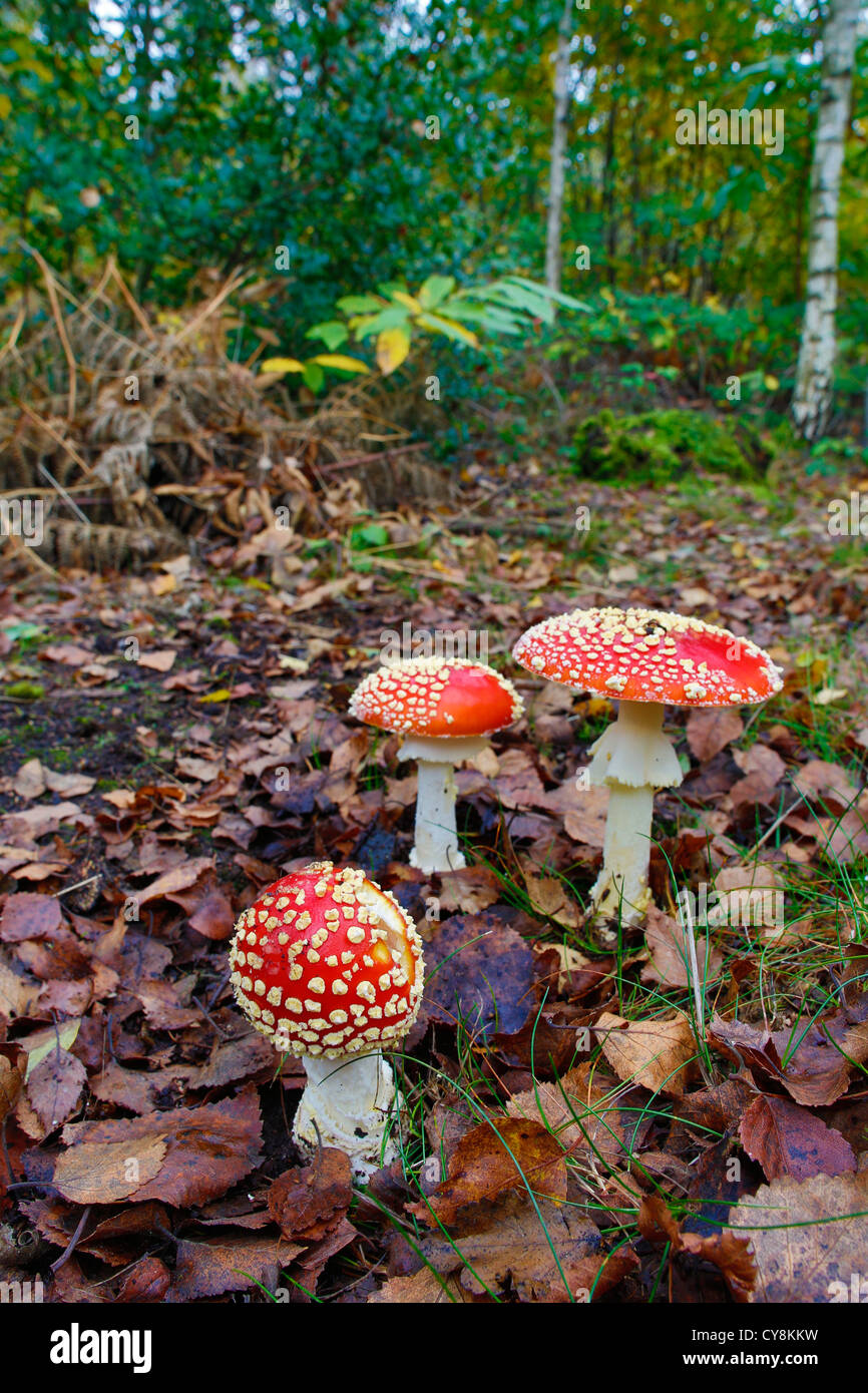 Agaric Fly ; Amanita muscaria ; The Blean Woods ; Kent, UK Banque D'Images
