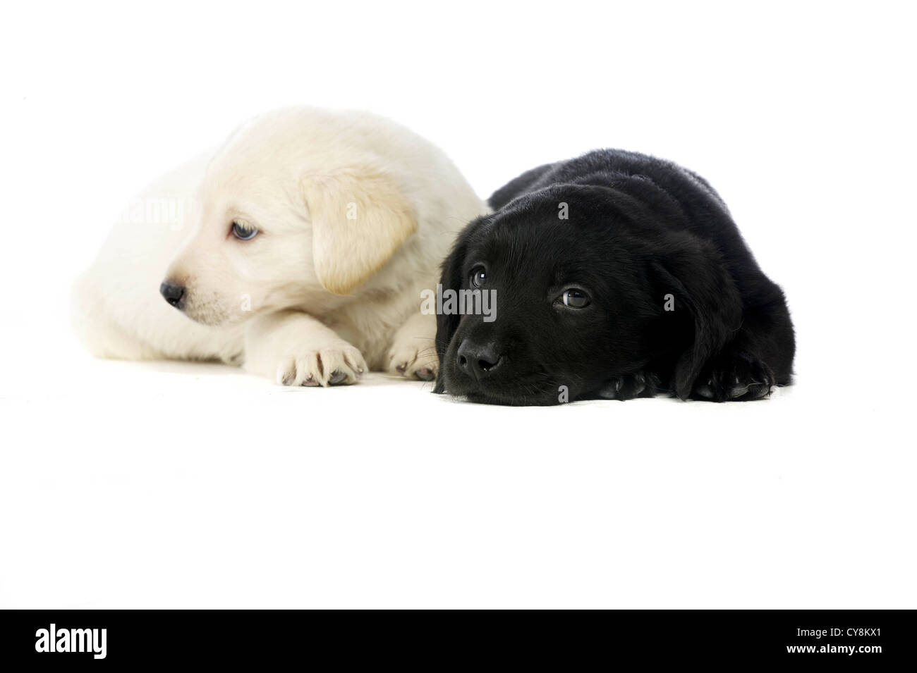 Chiots Labrador noir et doré isolé sur fond blanc Banque D'Images