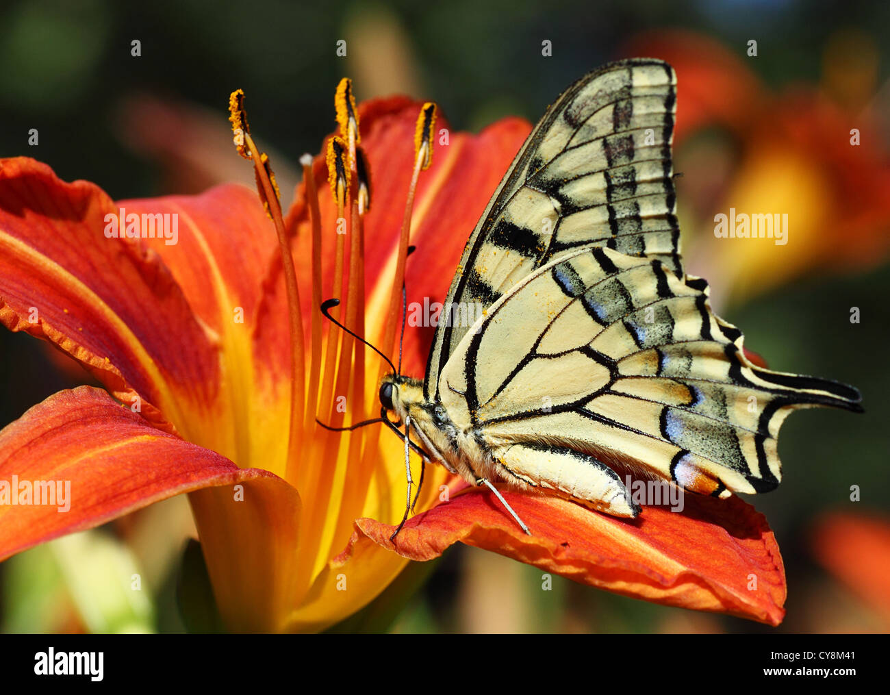 Close up de Papilio Machaon papillon sur lily Banque D'Images