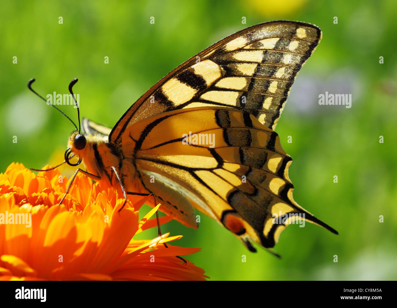 Papilio Machaon butterfly sitting on marigold flower Banque D'Images
