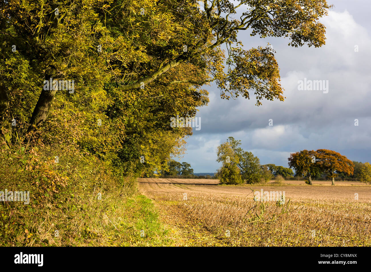 Frêne d'automne près de South Dalton, East Yorkshire, England, UK Banque D'Images
