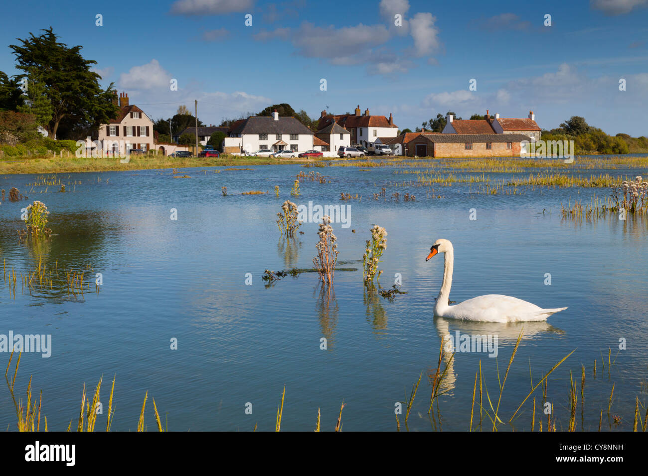 Pagham Harbour ; Sidlesham ; Quay West Sussex, UK ; marée haute ; swan Banque D'Images