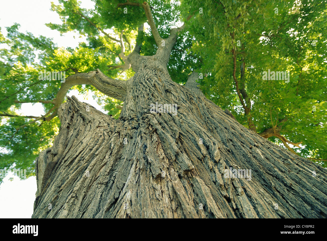 Vert puissant orme à l'heure d'été ; l'accent sur le tronc d'avant-plan Banque D'Images