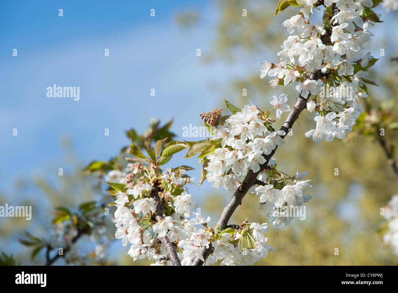 Papillon sur fleur de cerisier Banque D'Images