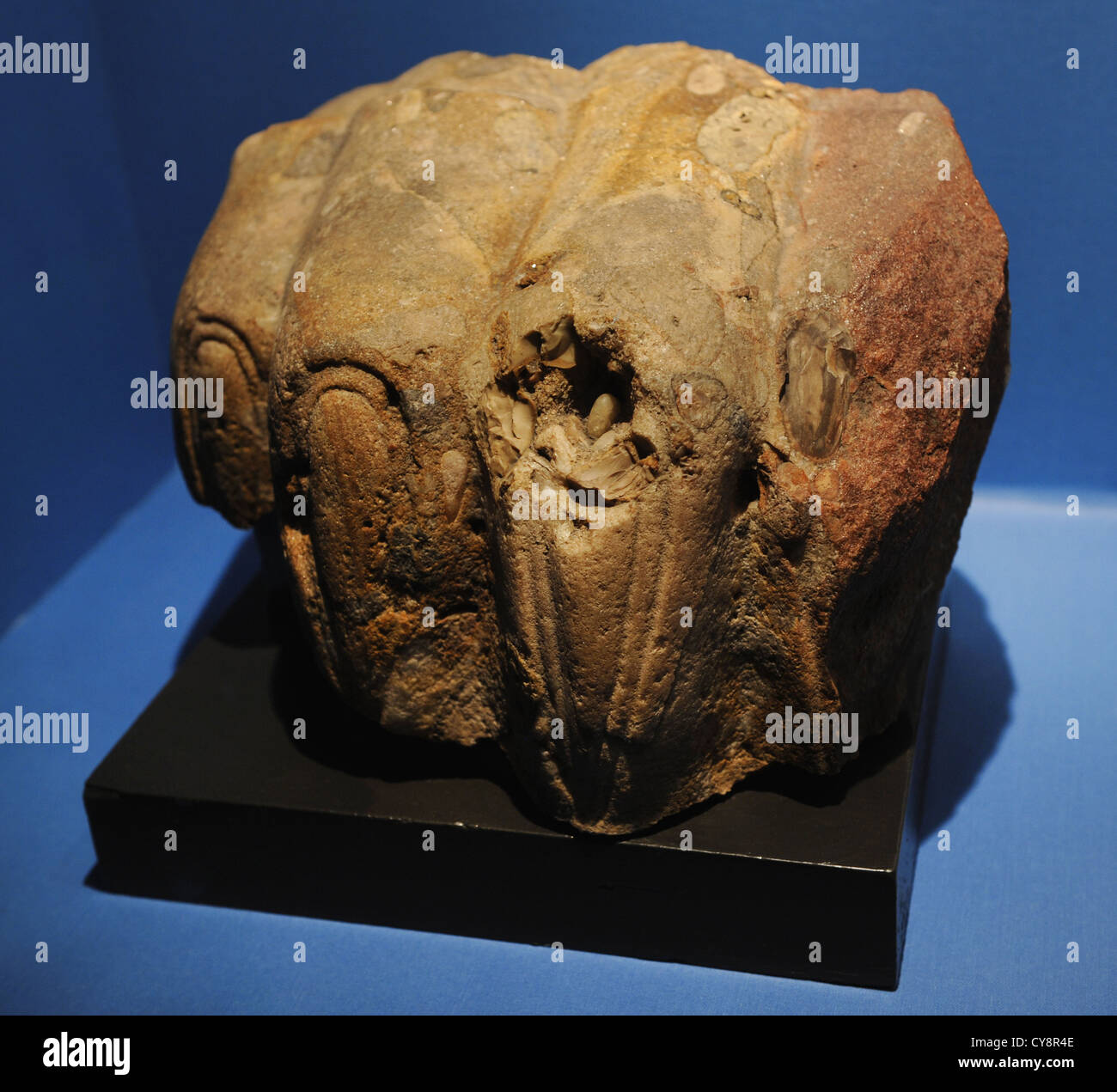 Paw d'un grand sphinx, avec griffes de lion. Quartzite. Au milieu ou Nouvel Empire. C. 2000-1000 BC. L'Égypte, de Memphis. Banque D'Images