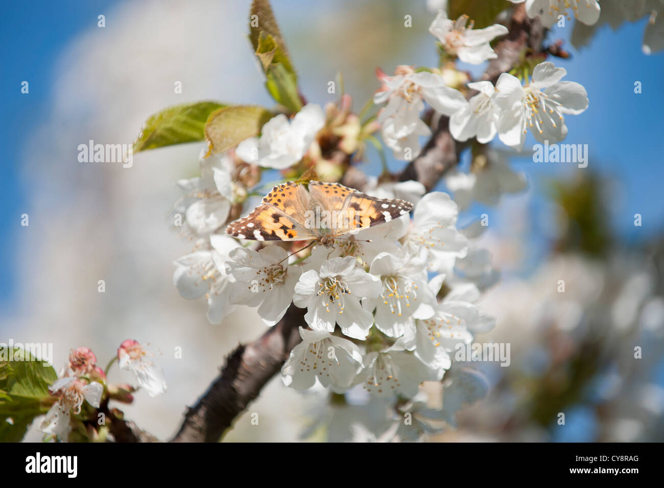 Papillon sur fleur de cerisier Banque D'Images
