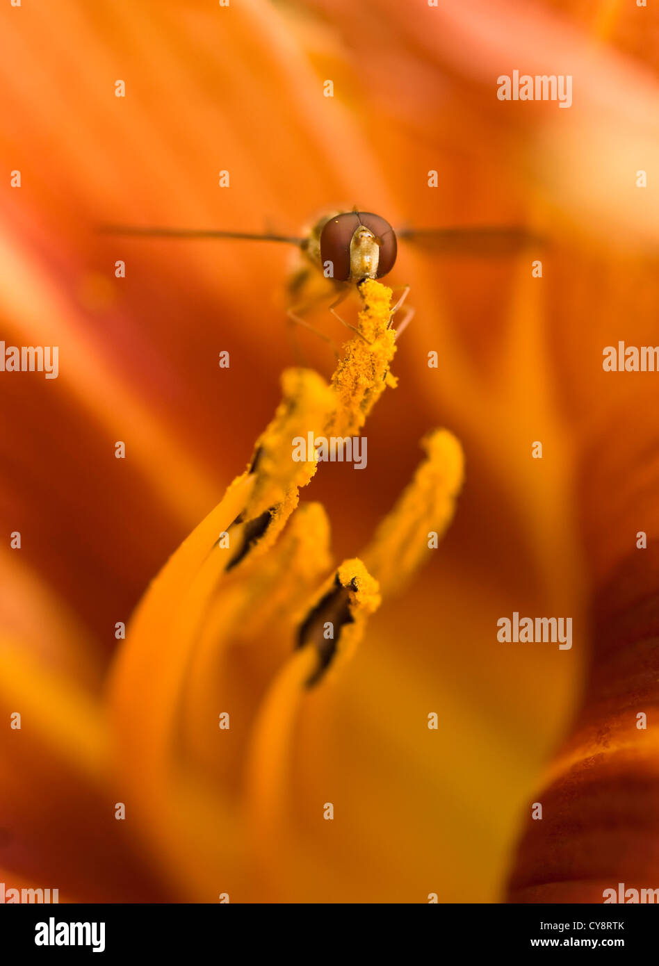 Hemerocallis fulva, Lily, l'hémérocalle orange. Banque D'Images