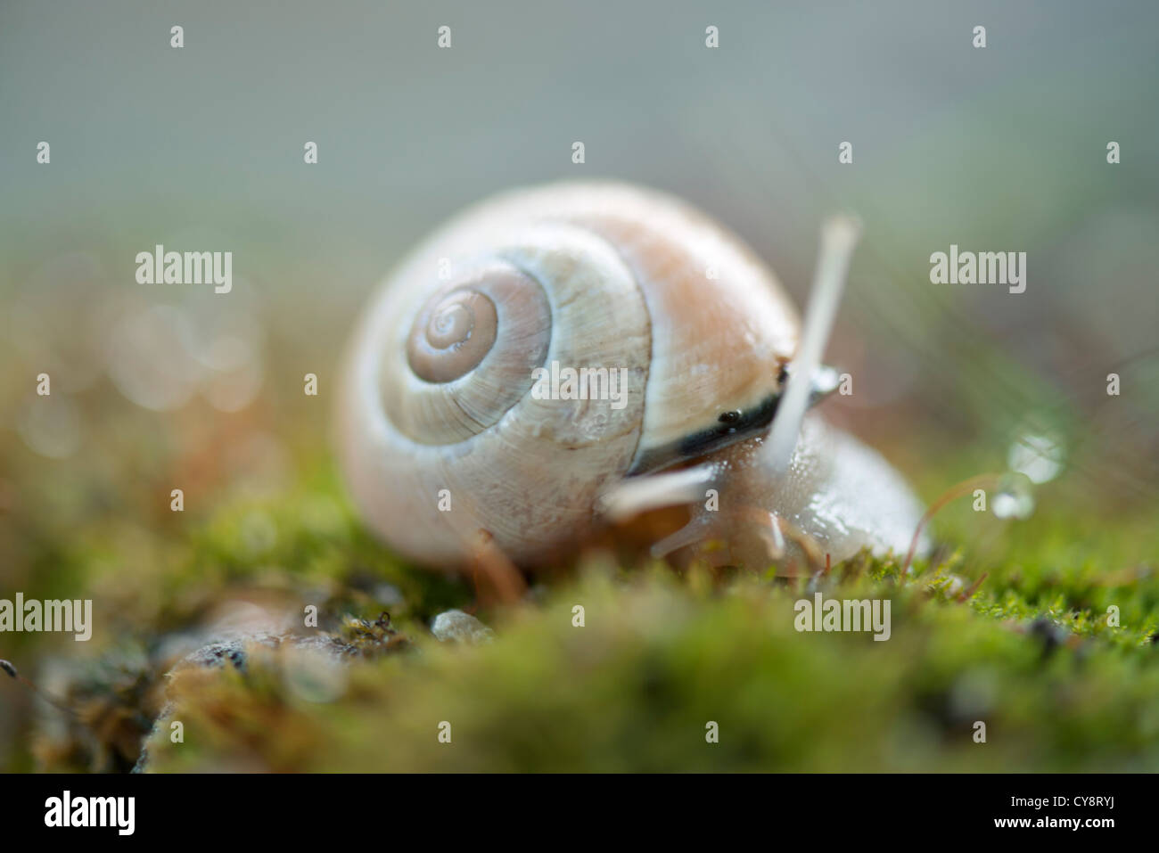 Escargot Banque D'Images