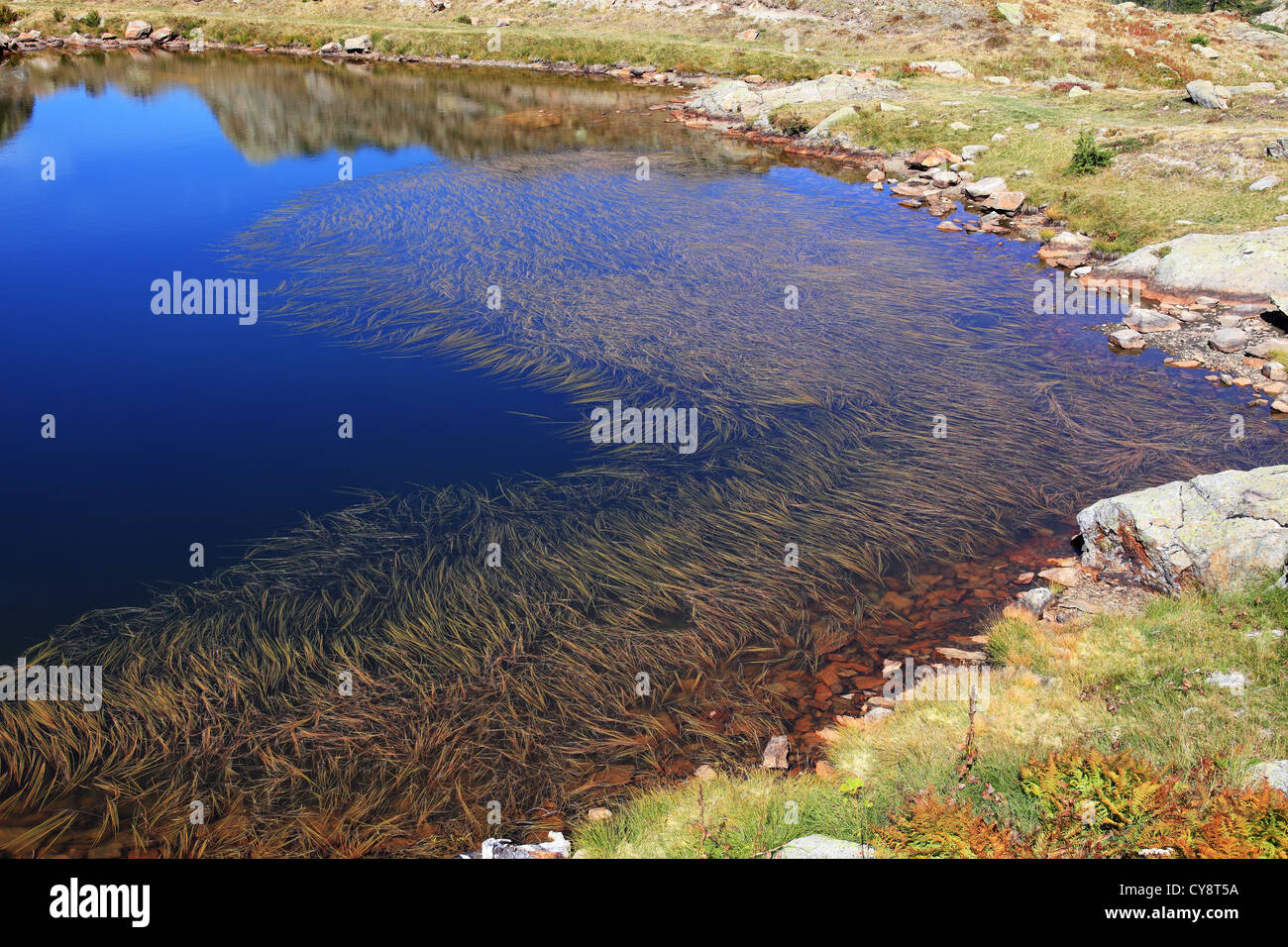 Les mauvaises herbes dans un lac de montagne formant un coeur Banque D'Images