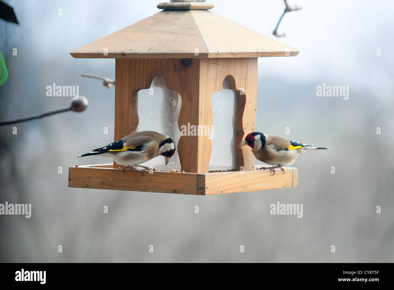 European chardonneret (Carduelis carduelis) sur mangeoire Banque D'Images
