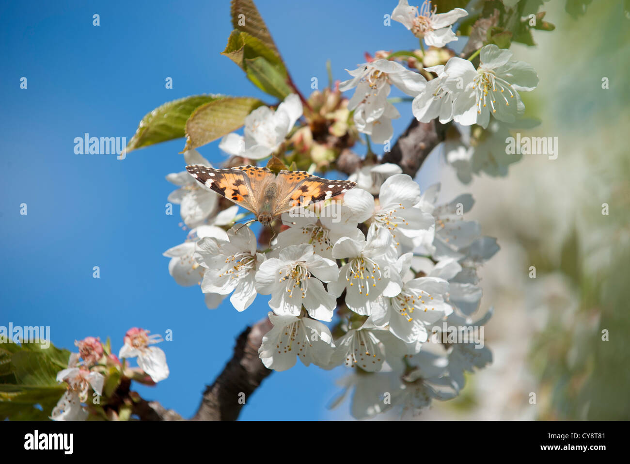Papillon sur fleur de cerisier Banque D'Images