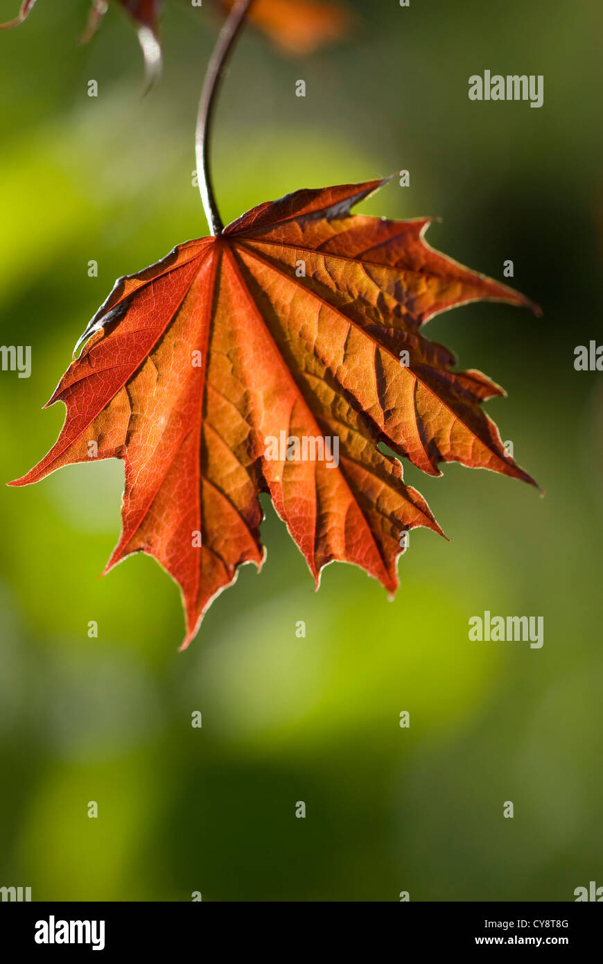 Acer platanoides, érable, érable de Norvège. Banque D'Images