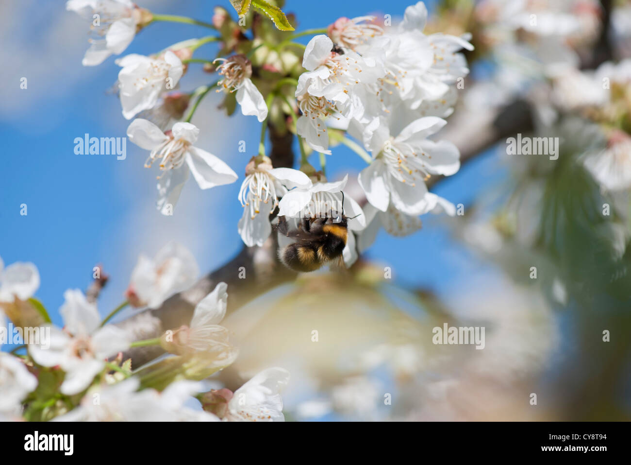 Bourdon sur fleur de cerisier Banque D'Images