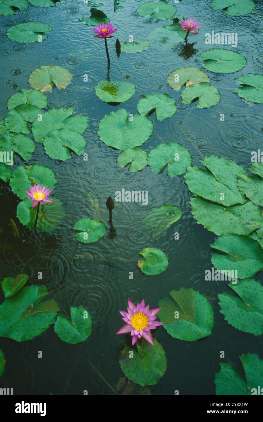Nymphaea cultivar, Water Lily. Banque D'Images