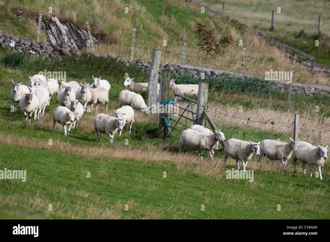 (Ovis aries). Animaux de race croisée,'après mon leader" d'un changement de pâturage. À l'île de Iona. Hébrides intérieures, de l'Écosse. Banque D'Images