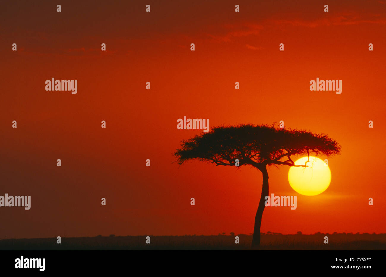 Acacia erioloba, Camel Thorn. Banque D'Images