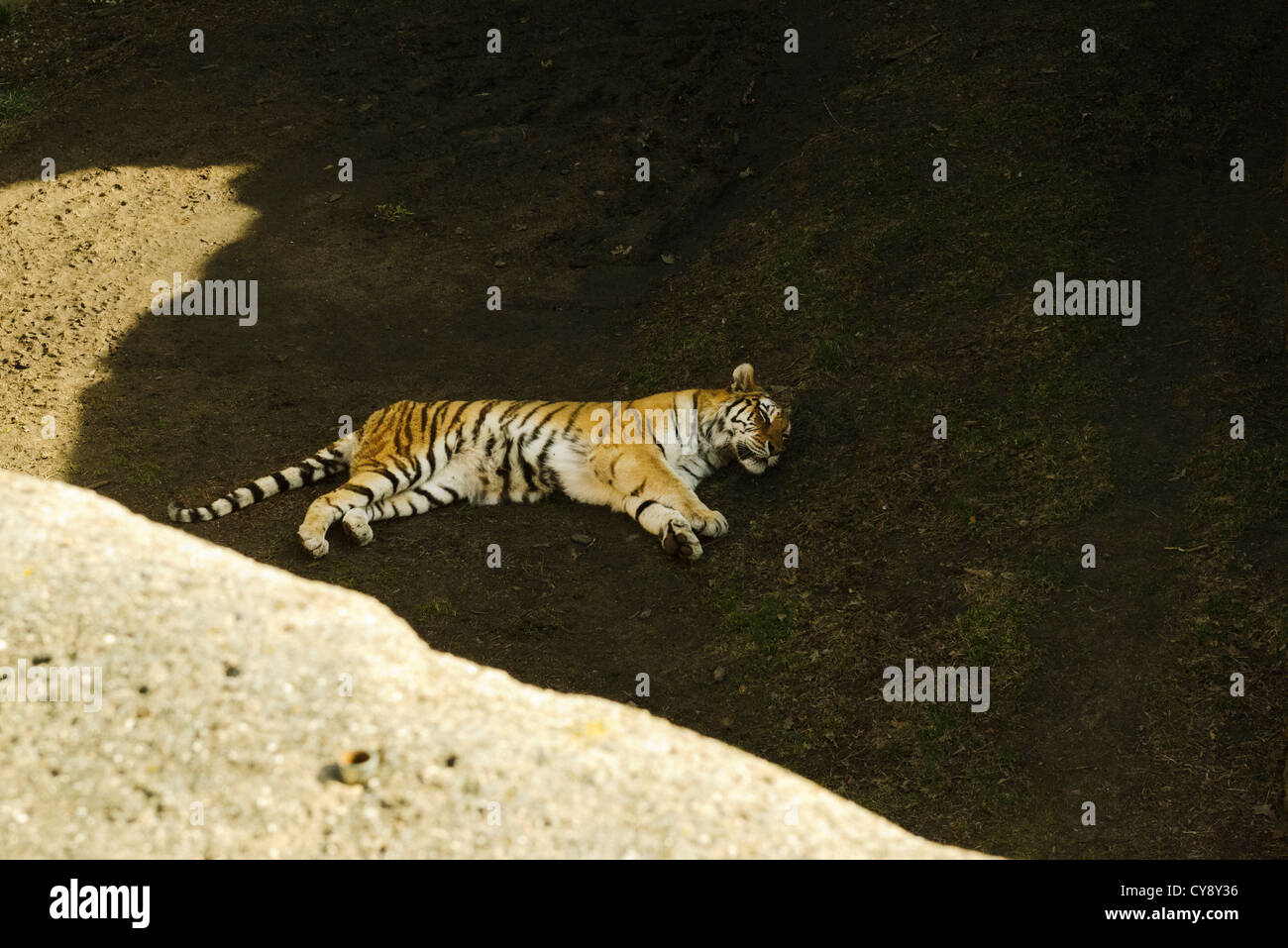 Tiger prendre une sieste, le Zoo de Lincoln Park Chicago Banque D'Images