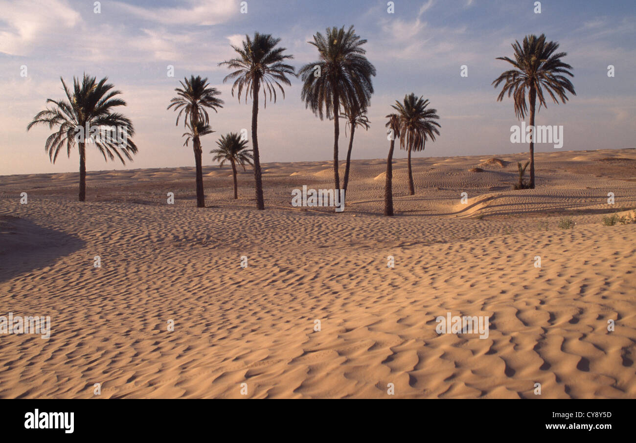 Phoenix dactylifera, Palm, Palm Date. Banque D'Images