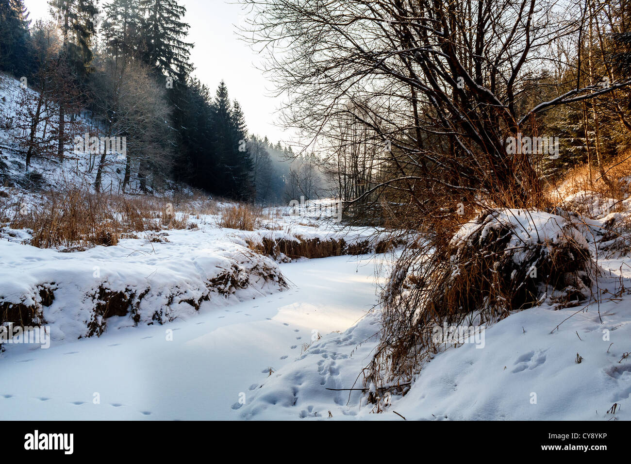Matin ensoleillé en hiver paysage avec un ruisseau gelé Banque D'Images