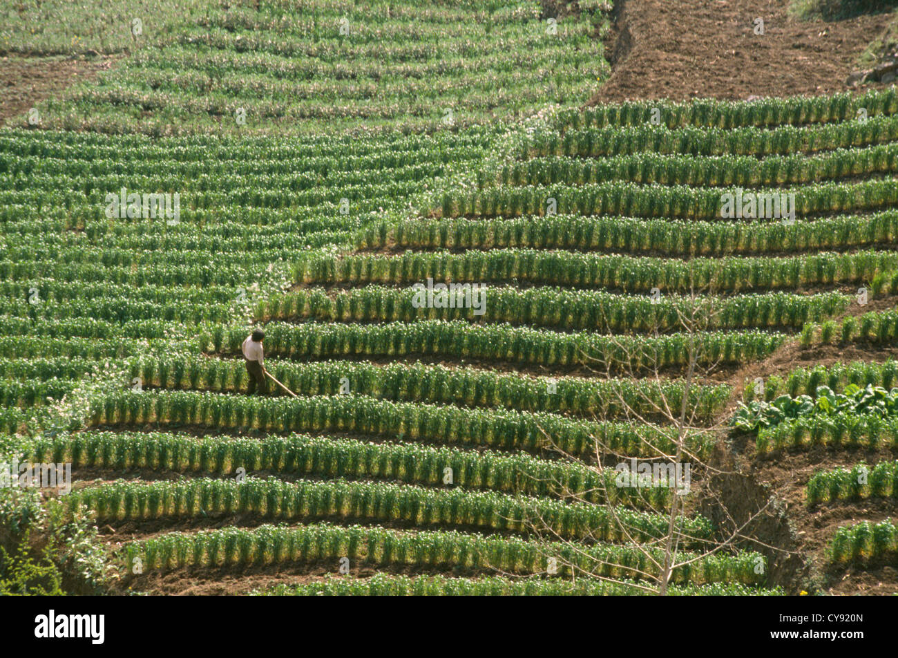Cultivar de blé, Triticum. Banque D'Images