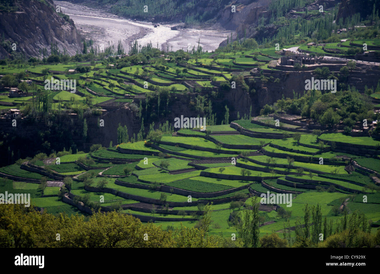 Cultivar de blé, Triticum. Banque D'Images