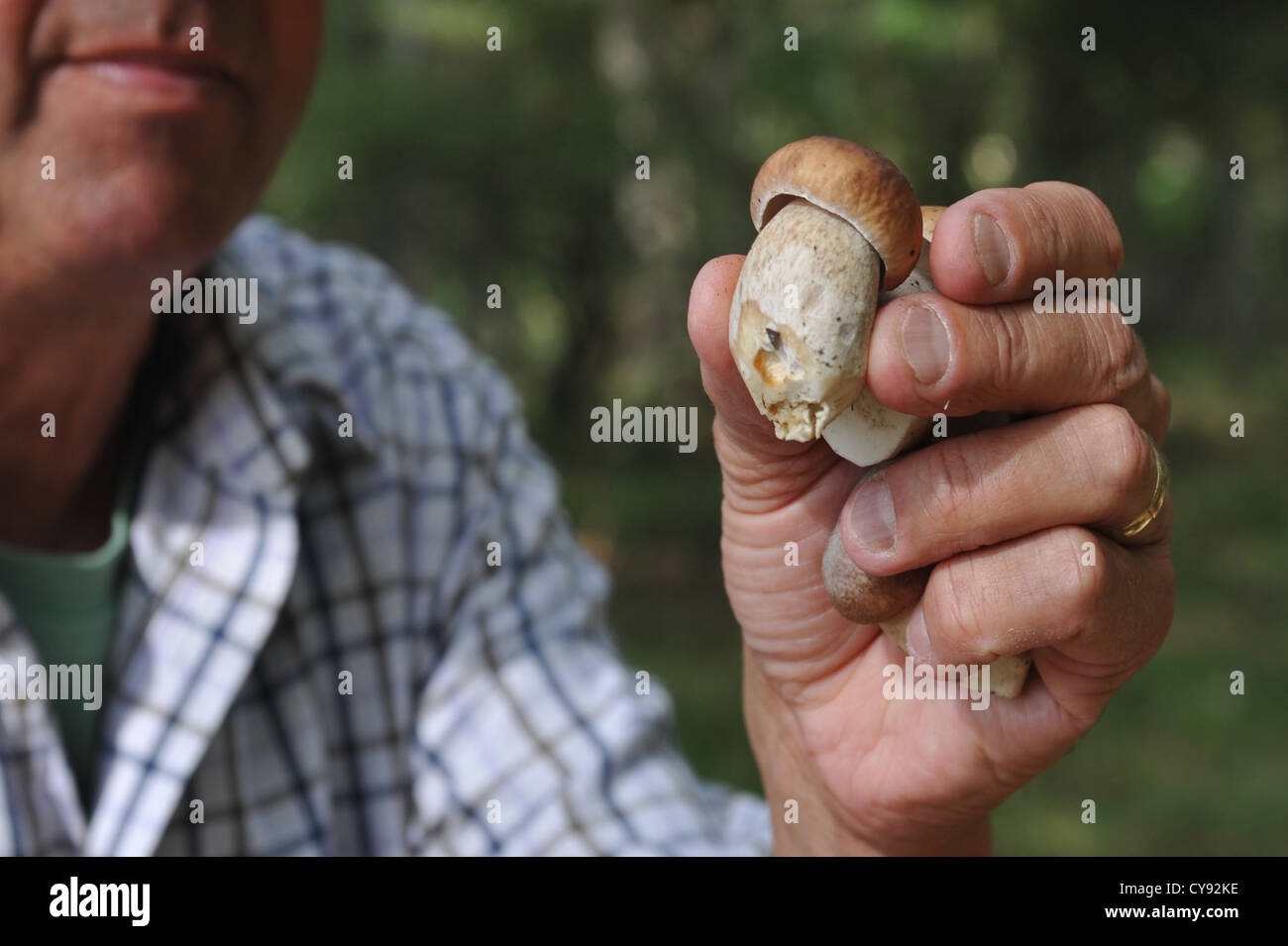 S'alimentaient les champignons et autres produits forestiers sauvages Banque D'Images