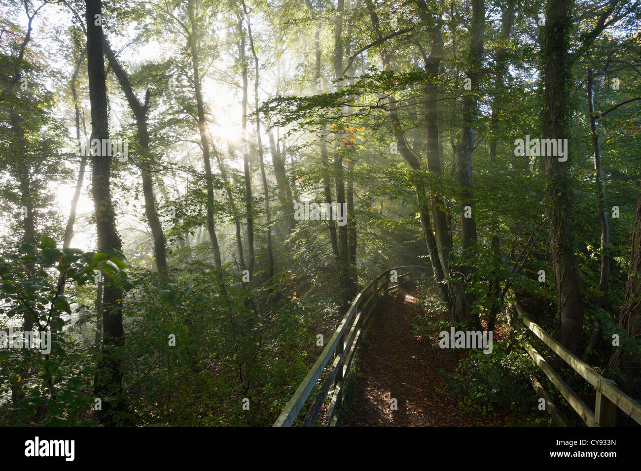 Matin brouillard dans la forêt de Dean, Gloucestershire. UK. Banque D'Images