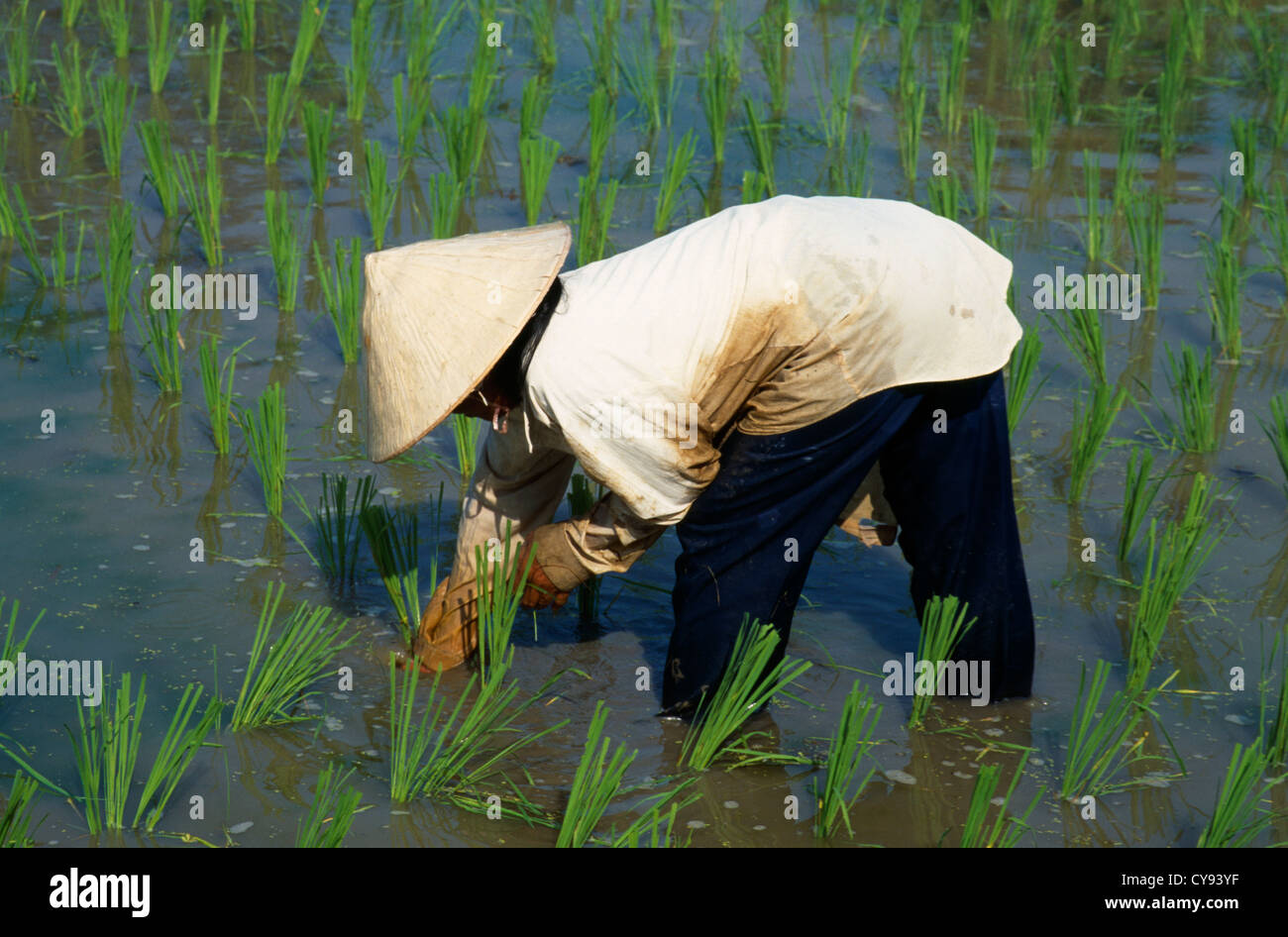 La Malaisie, Langkawi, Oryza sativa, riz, travailleur féminin portant chapeau de paille conique planter les semis dans une rizière. Banque D'Images