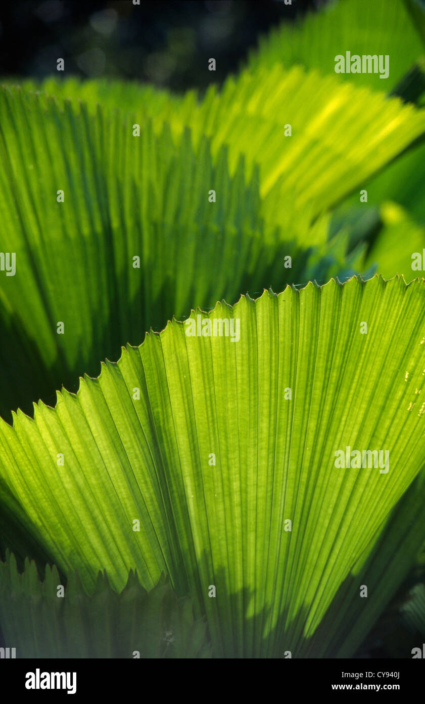 Leaf, Palm, Palm du ventilateur. Banque D'Images