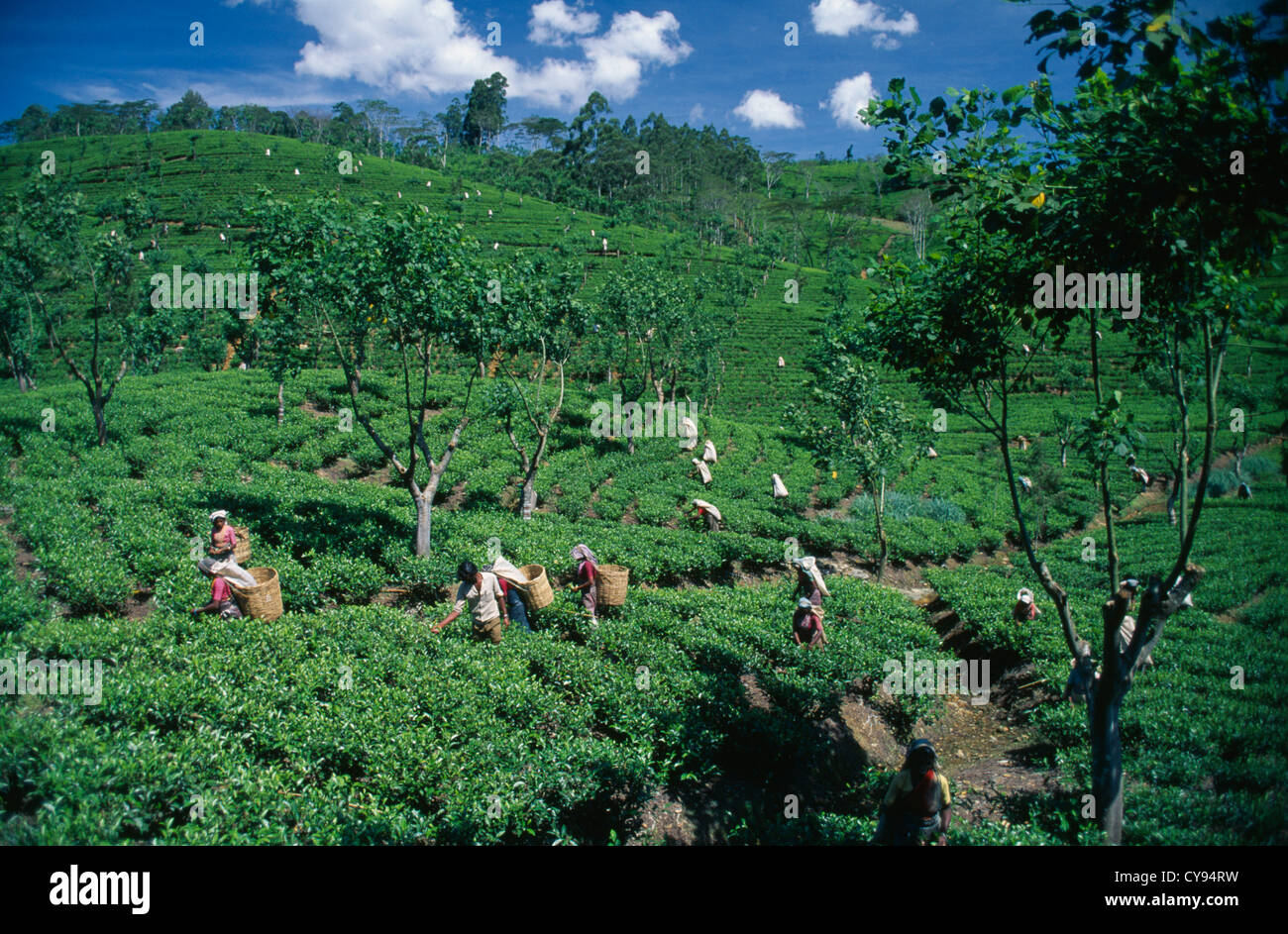 Le Camellia sinensis, l'arbre de thé. Banque D'Images
