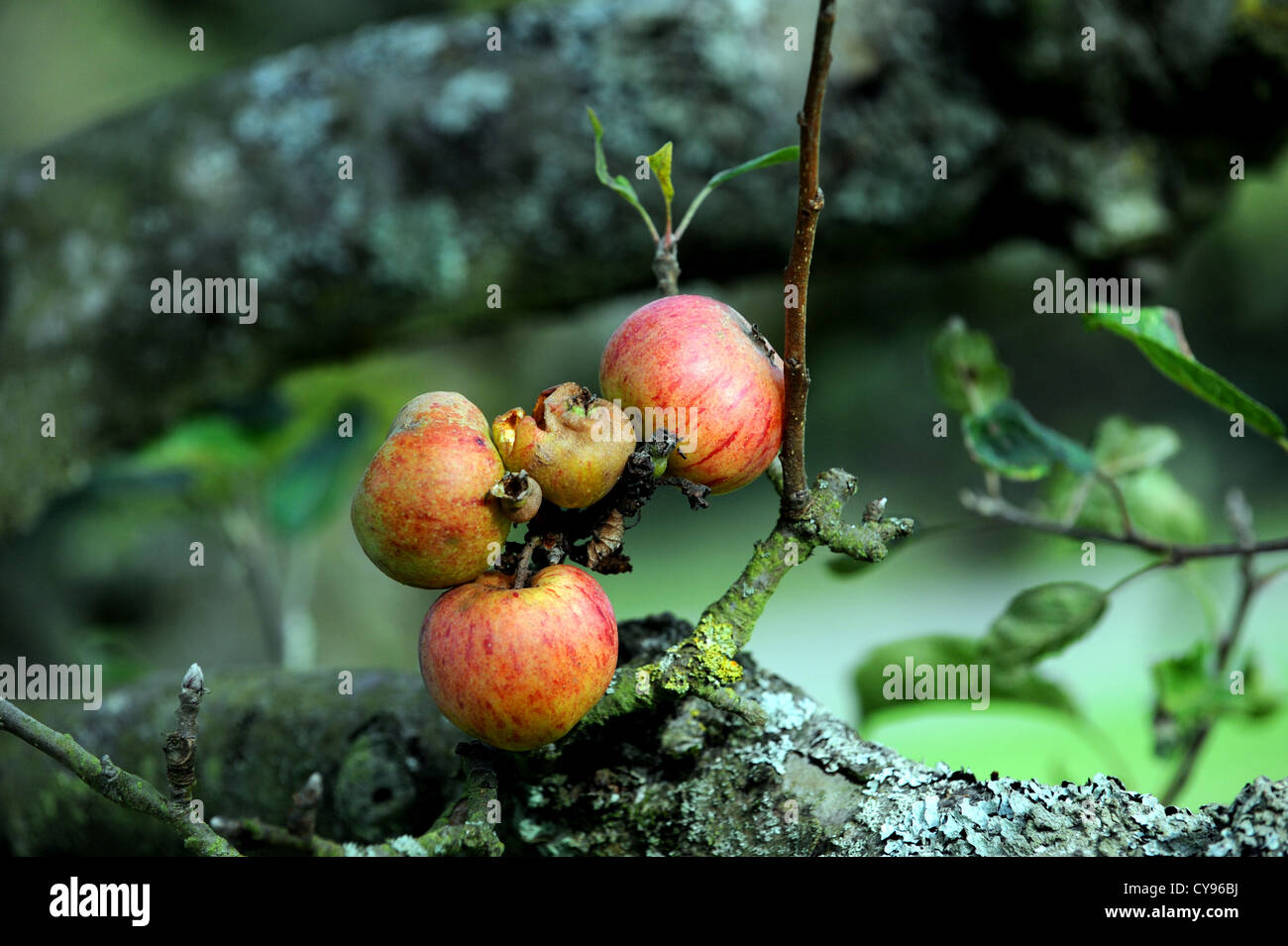 Une pomme pourrie encore accrochée à un arbre après la récolte a été ruiné par le temps humide pendant les mois d'été Banque D'Images