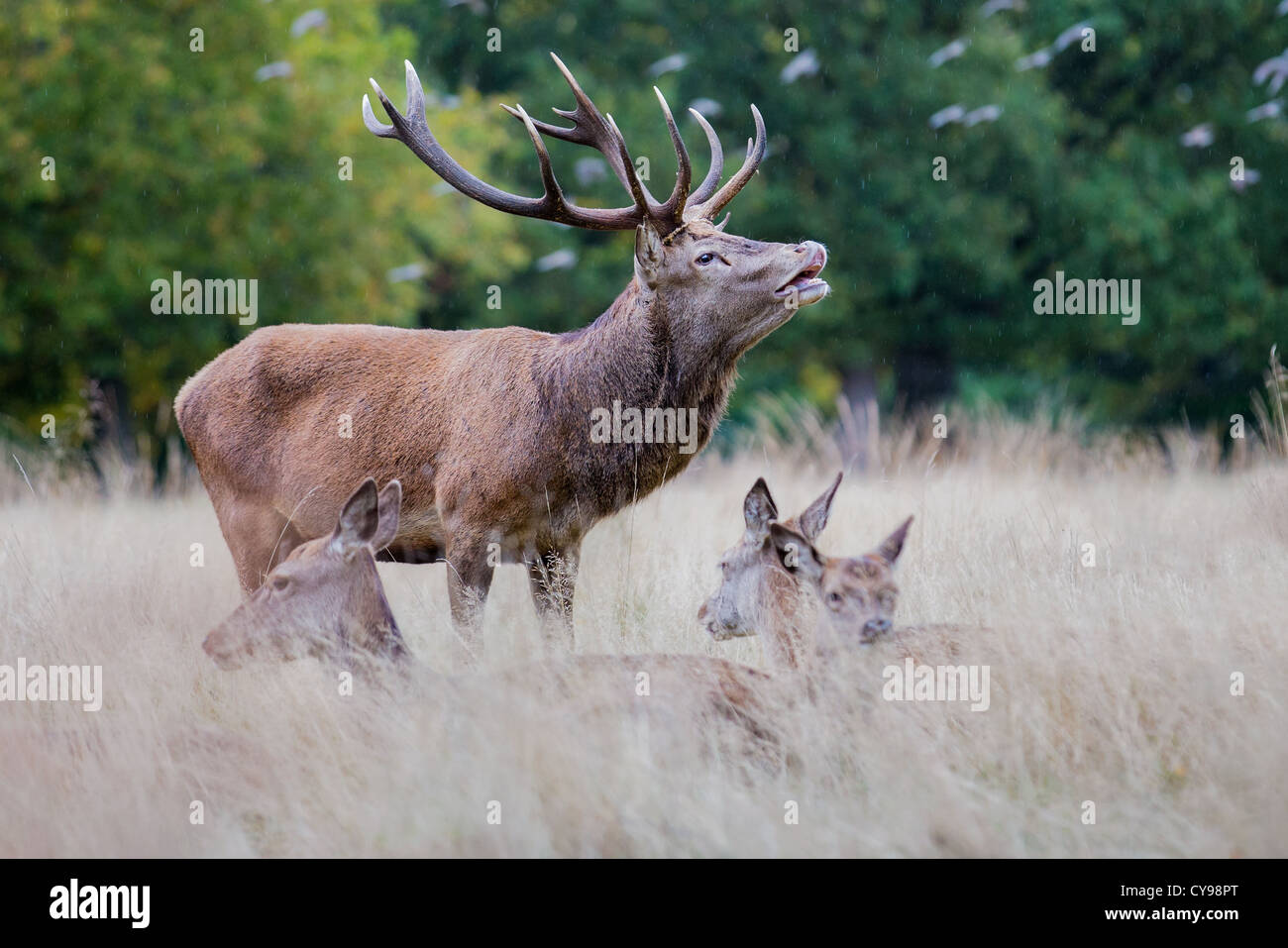 Red Deer (Cervus elaphus) stag beuglant sous la pluie pendant la saison du rut, Richmond, en Angleterre Banque D'Images