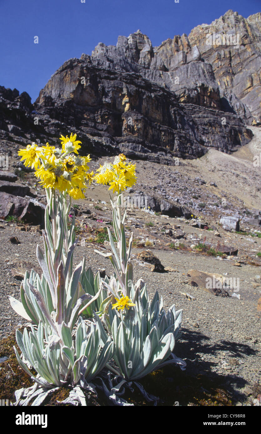 Espeletia schultzii, Frailejon plante. Banque D'Images