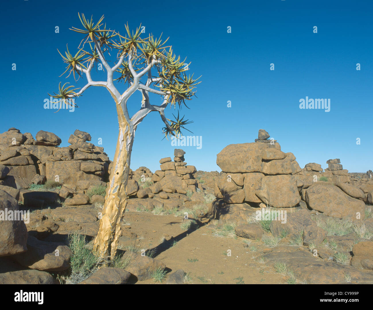 Aloe dichotoma, Quiver Tree. Banque D'Images