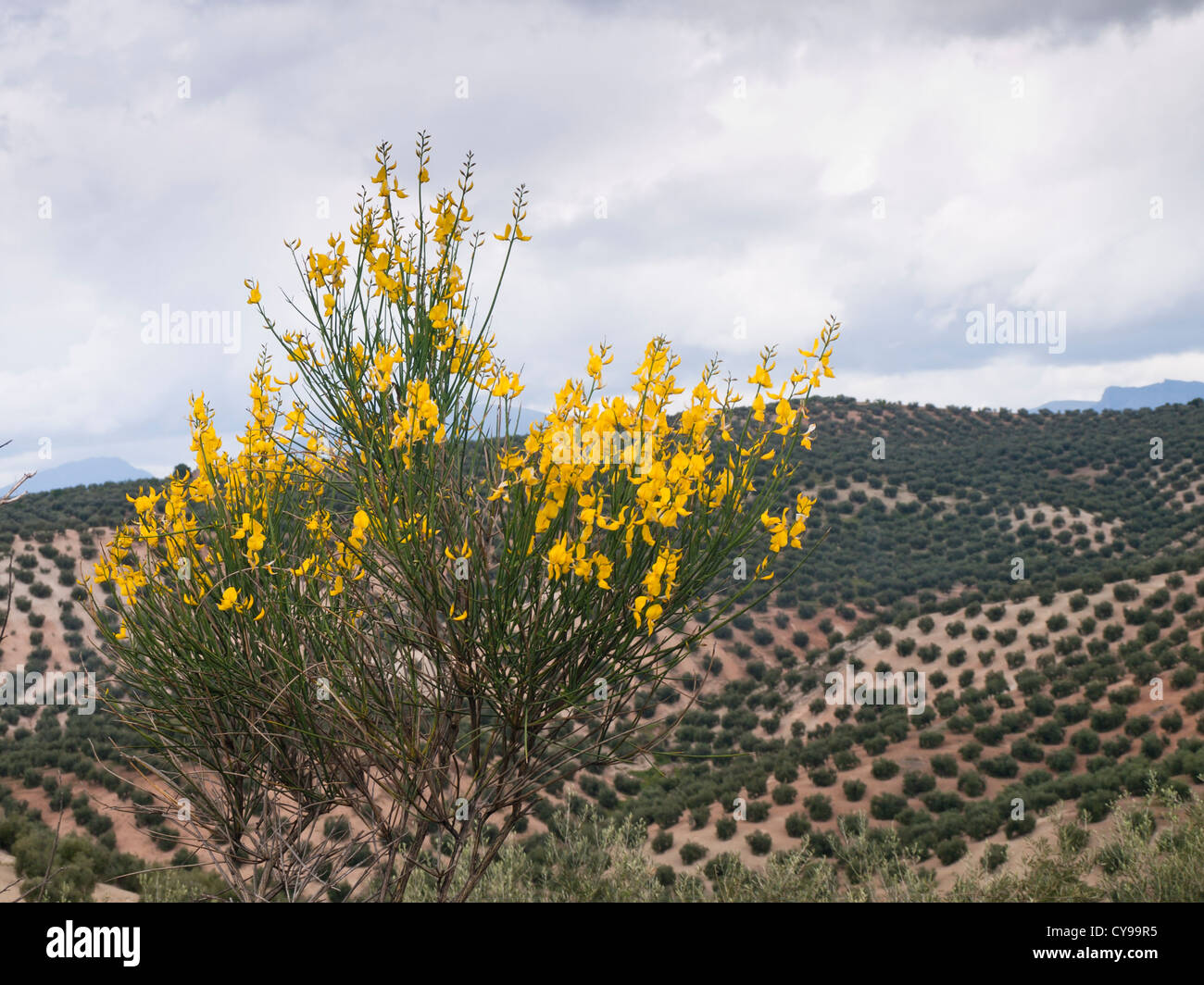Paysage autour de Priego de Cordoba en Andalousie, oliviers, balai espagnol, probablement Catégorie : Augmente Melangez junceum, en premier plan Banque D'Images