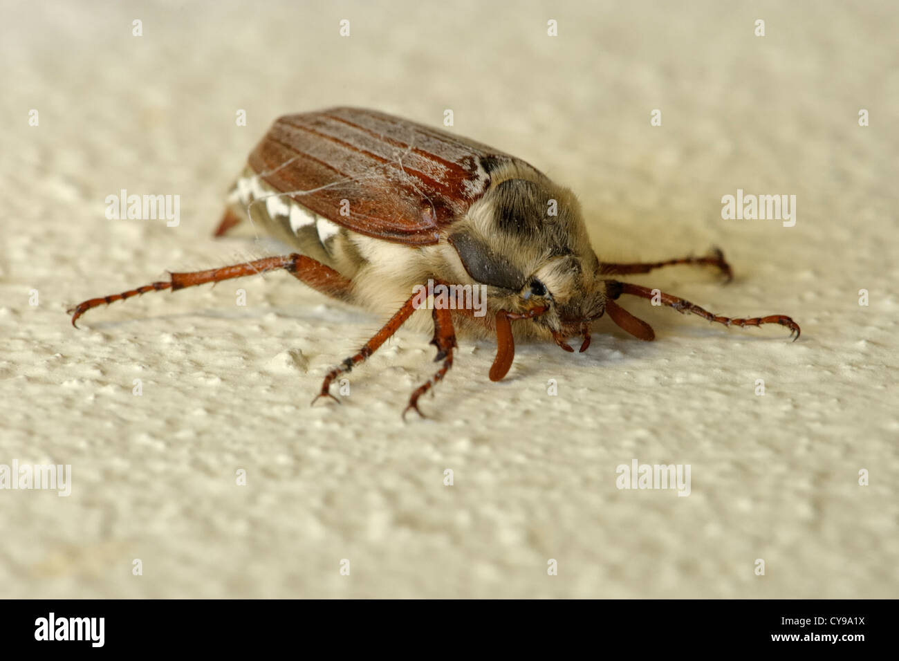 Cockchafer ou peut Bug, Melolontha melolontha Banque D'Images