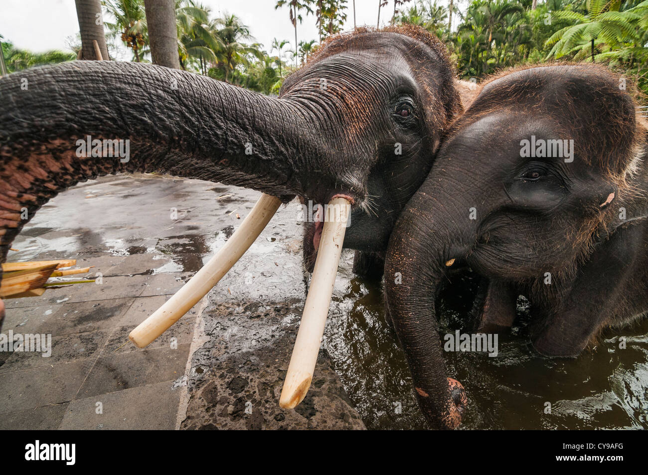 Sauvé les éléphants de Sumatra à l'Elephant Safari Park à Taro, Bali, Indonésie Banque D'Images