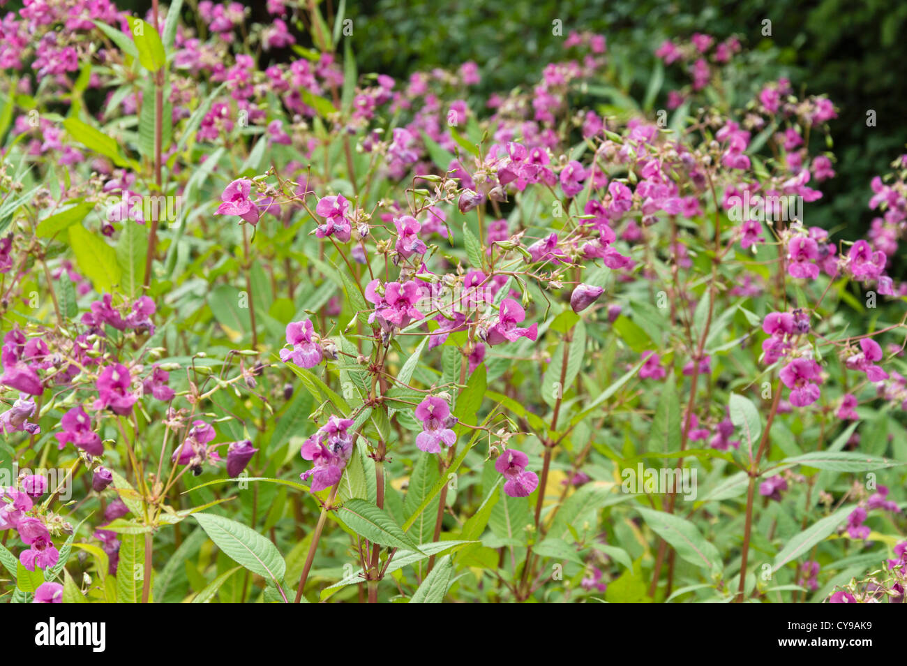 Balsamine de l'Himalaya (Impatiens glandulifera) Banque D'Images