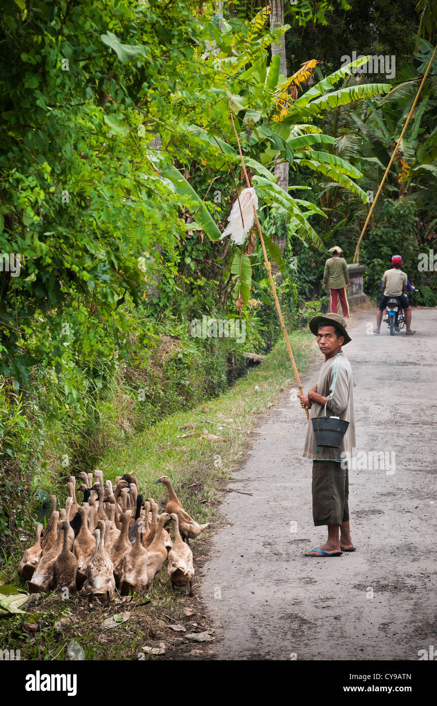 Des canards entassés près de Candi Dasa, l'Est de Bali, Indonésie. Banque D'Images