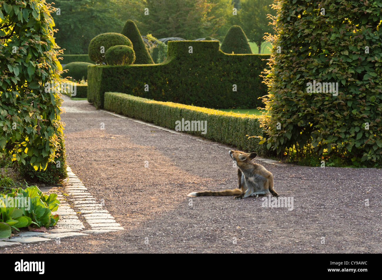 Le renard roux (Vulpes vulpes) lui-même, de toilettage britzer garten, Berlin, Allemagne Banque D'Images