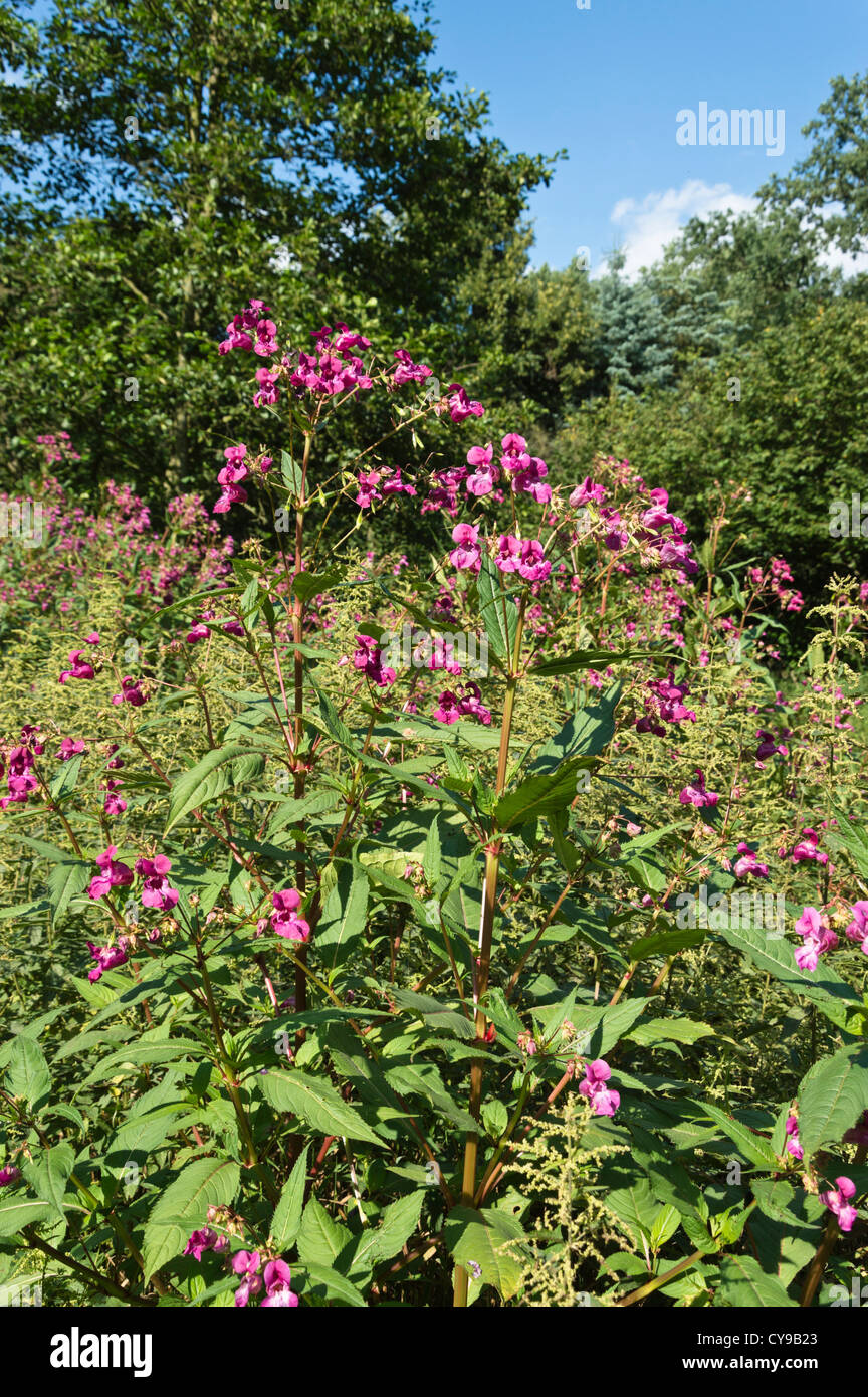 Balsamine de l'Himalaya (Impatiens glandulifera) Banque D'Images