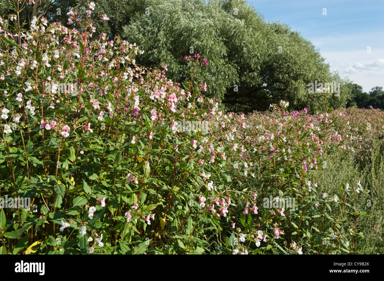 Balsamine de l'Himalaya (Impatiens glandulifera) Banque D'Images