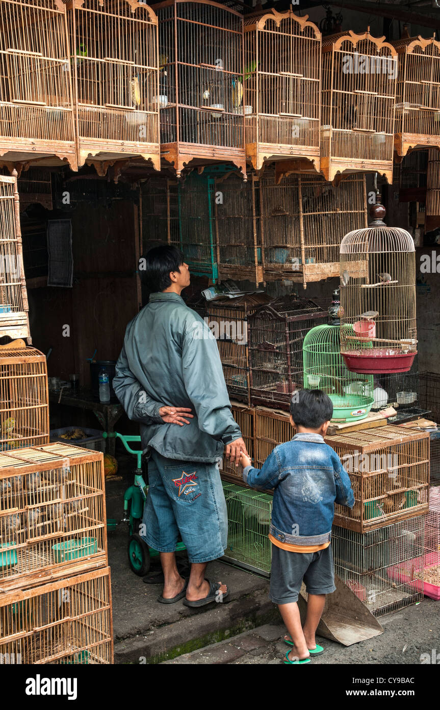 Les clients d'admirer les oiseaux dans le marché d'animaux et d'oiseaux à Denpasar, dans le Sud de Bali, Indonésie. Banque D'Images