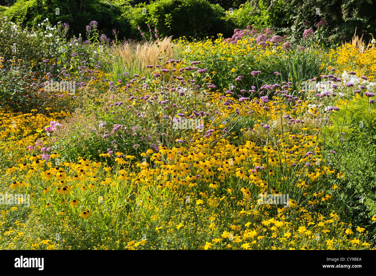 Cône orange flower (Rudbeckia fulgida) et purpletop verveine (Verbena bonariensis) Banque D'Images