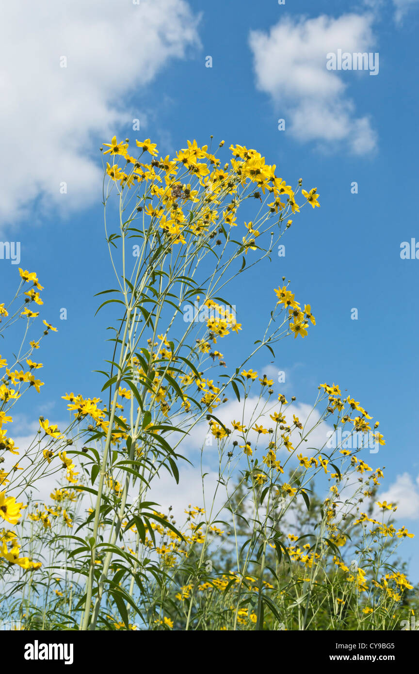 Tickseed coreopsis tripteris (hauteur) Banque D'Images