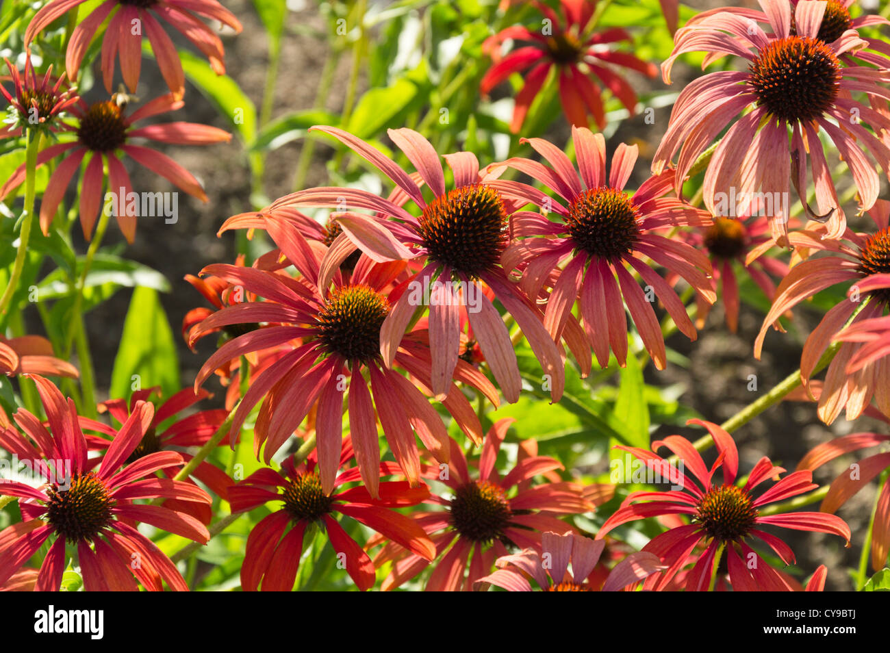 Pourpre (Echinacea purpurea 'tomato soup') Banque D'Images
