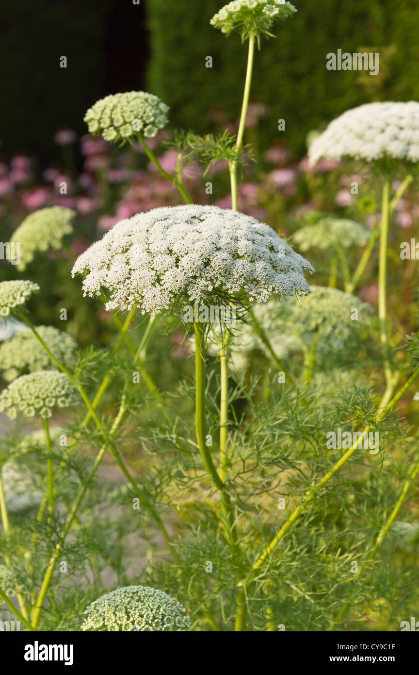 Cure-dents (mauvaises herbes) ammi visnaga Banque D'Images