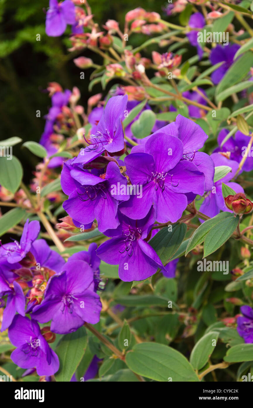 Tibouchina urvilleana princess (fleurs) Banque D'Images